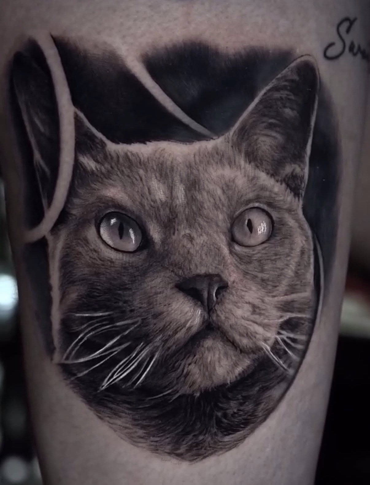 Realistic cat tattoo