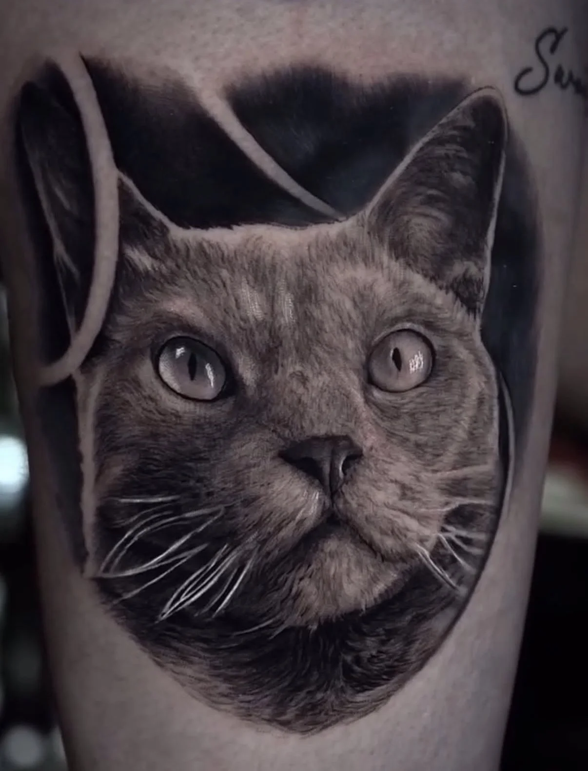 Realistic cat tattoo